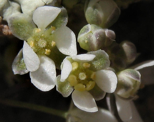 Detailed Picture 1 of Athysanus pusillus