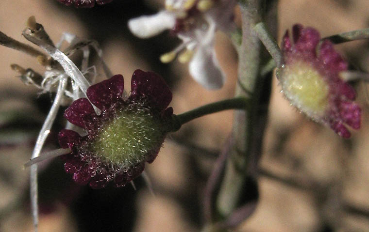 Detailed Picture 10 of Thysanocarpus conchuliferus