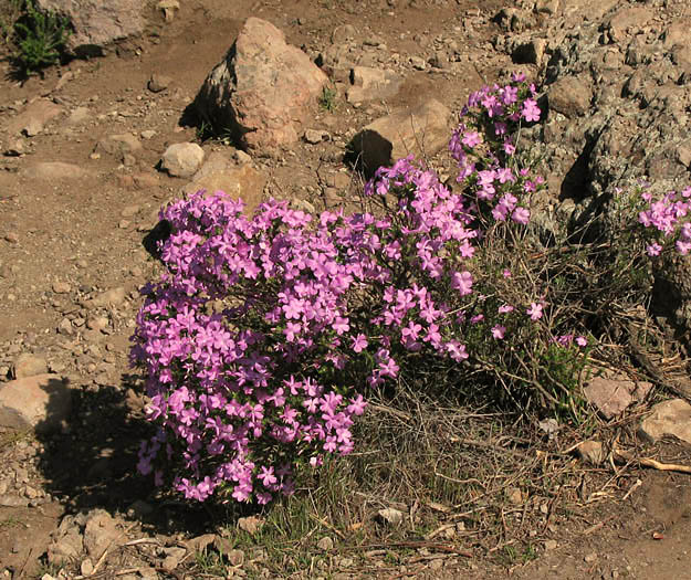 Detailed Picture 6 of Linanthus californicus