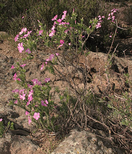 Detailed Picture 5 of Linanthus californicus