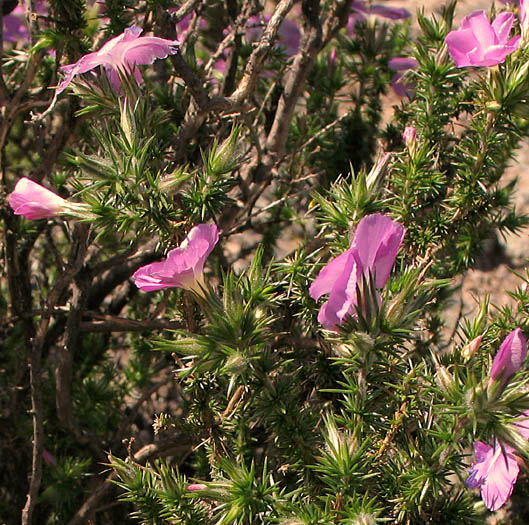 Detailed Picture 4 of Linanthus californicus