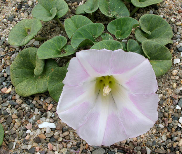 Detailed Picture 1 of Calystegia soldanella