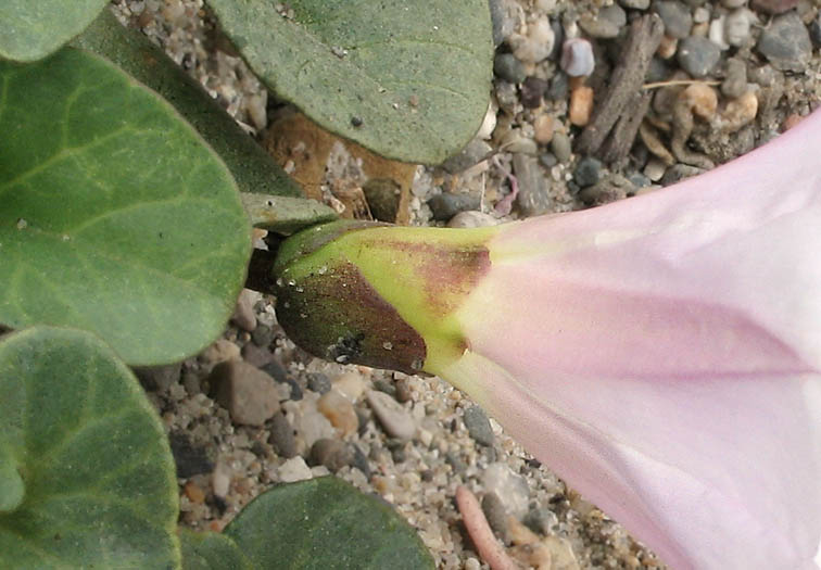 Detailed Picture 3 of Calystegia soldanella