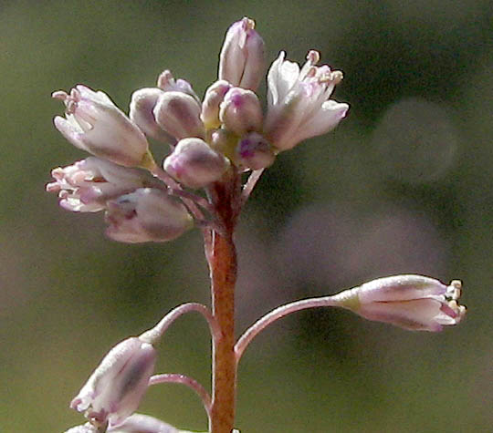 Detailed Picture 2 of Thysanocarpus curvipes