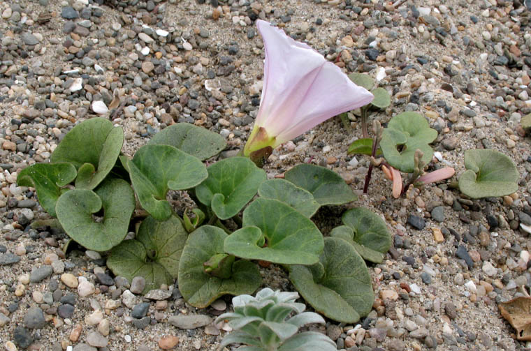 Detailed Picture 2 of Calystegia soldanella