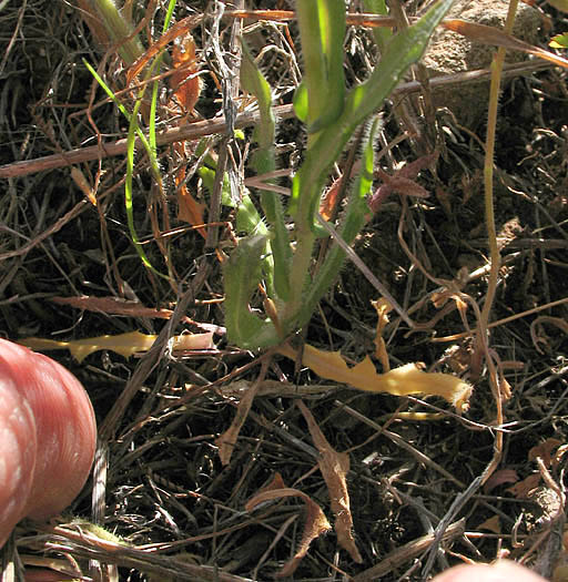 Detailed Picture 7 of Thysanocarpus curvipes