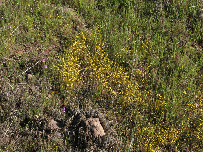 Detailed Picture 7 of Lasthenia gracilis