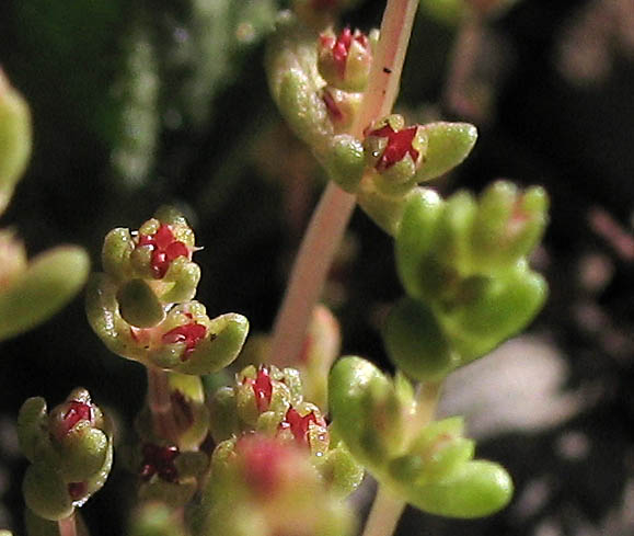 Detailed Picture 1 of Crassula connata