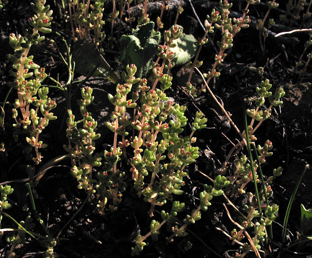 Detailed Picture 4 of Crassula connata