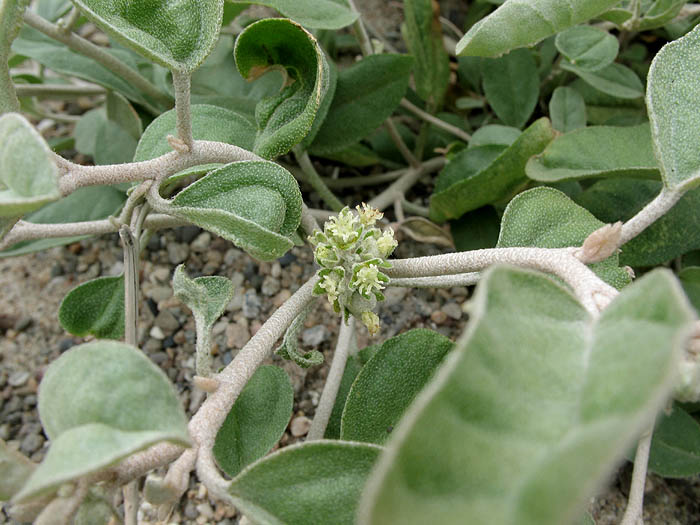 Detailed Picture 3 of Croton californicus