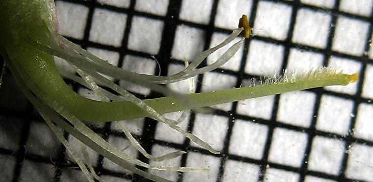 Detailed Picture 7 of Lathyrus vestitus var. vestitus