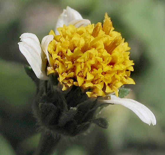 Detailed Picture 3 of Bidens pilosa