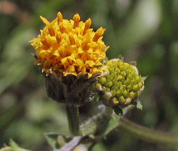 Detailed Picture 1 of Bidens pilosa