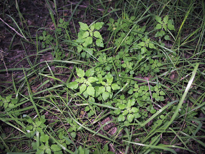 Detailed Picture 5 of Parietaria hespera