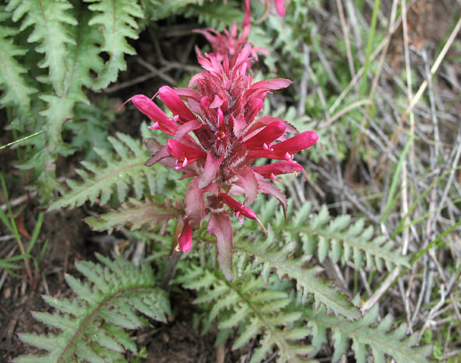 Detailed Picture 4 of Pedicularis densiflora