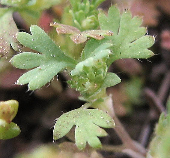 Detailed Picture 3 of Aphanes occidentalis