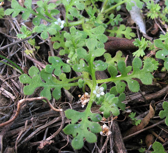 Detailed Picture 2 of Nemophila pedunculata