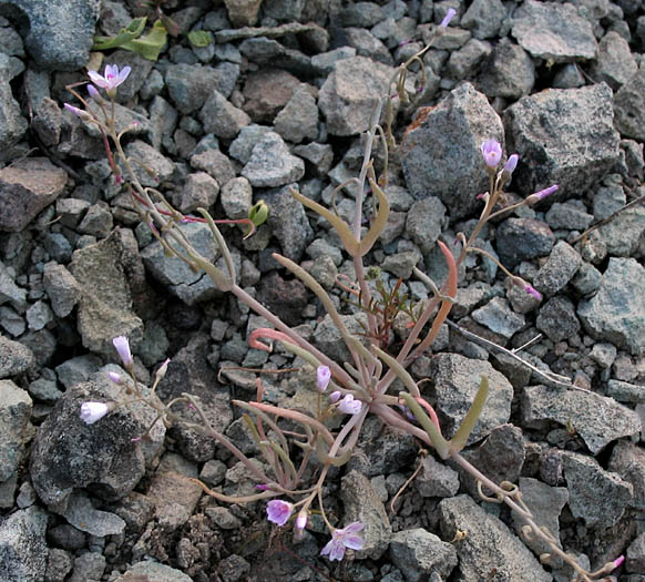 Detailed Picture 5 of Claytonia gypsophiloides