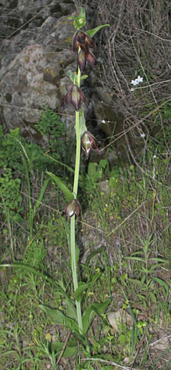 Detailed Picture 7 of Fritillaria biflora var. biflora