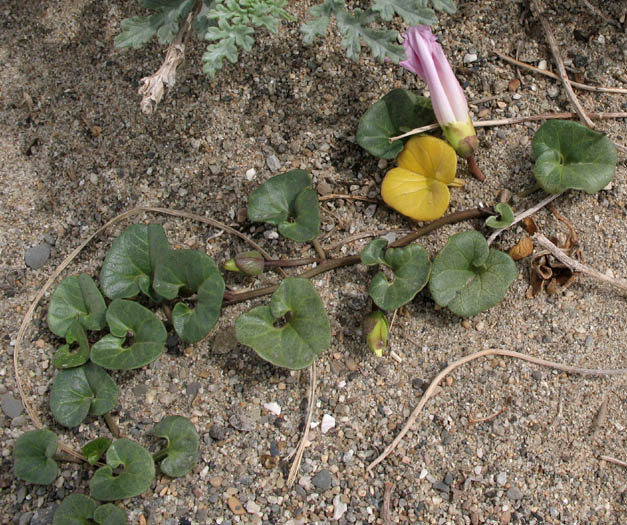 Detailed Picture 4 of Calystegia soldanella