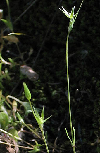 Detailed Picture 2 of Stellaria nitens