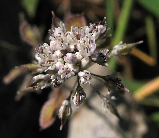 Detailed Picture 3 of Thysanocarpus laciniatus