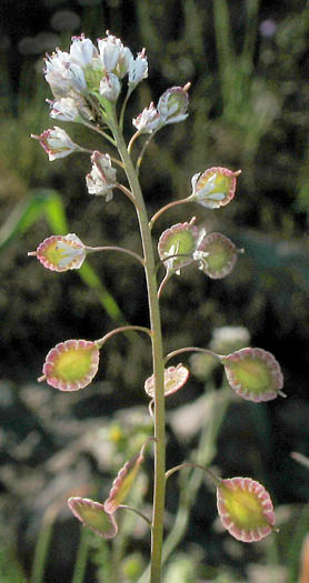 Detailed Picture 5 of Thysanocarpus laciniatus