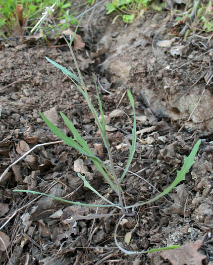 Detailed Picture 8 of Thysanocarpus laciniatus