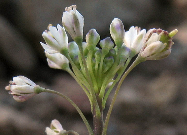 Detailed Picture 4 of Thysanocarpus laciniatus