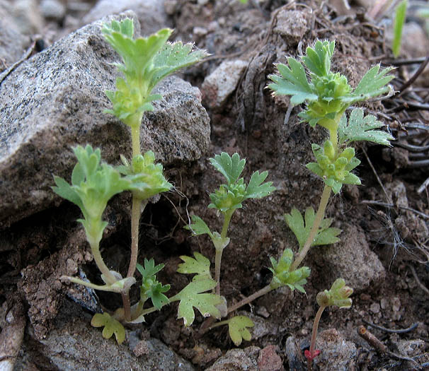 Detailed Picture 4 of Aphanes occidentalis