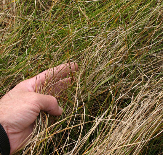 Detailed Picture 5 of Carex praegracilis