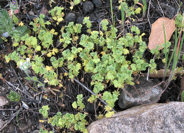 Detailed Picture 5 of Aphanes occidentalis