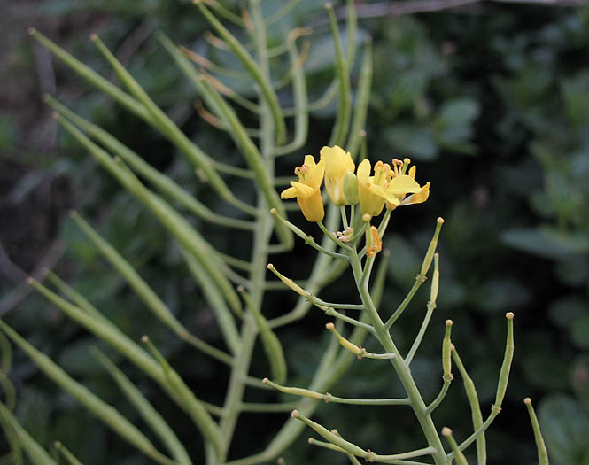 Detailed Picture 4 of Brassica rapa