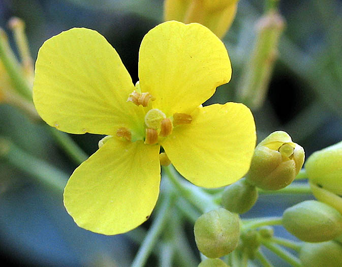 Detailed Picture 1 of Brassica rapa