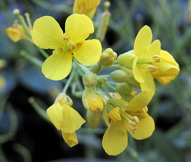 Detailed Picture 2 of Brassica rapa