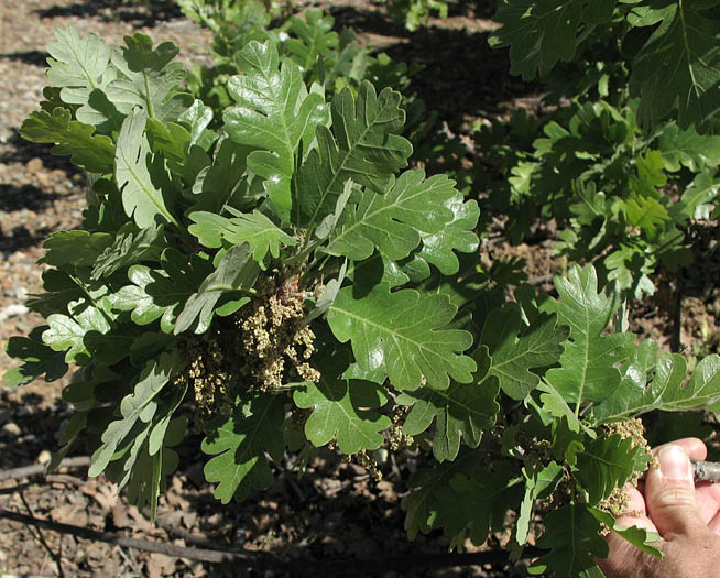 Detailed Picture 2 of Quercus lobata