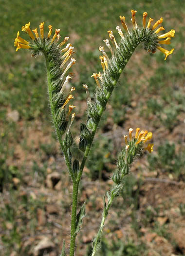 Detailed Picture 3 of Amsinckia intermedia