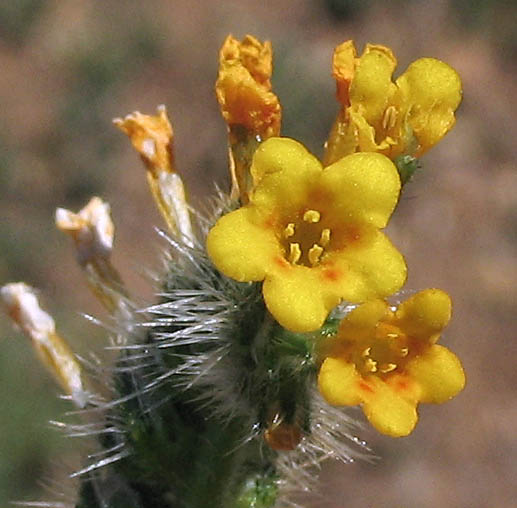 Detailed Picture 1 of Amsinckia intermedia