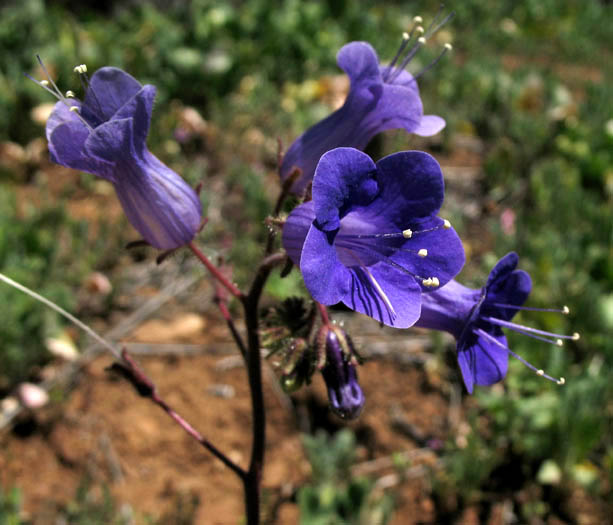 Detailed Picture 4 of Phacelia minor