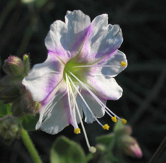 Detailed Picture 2 of Mirabilis laevis var. crassifolia