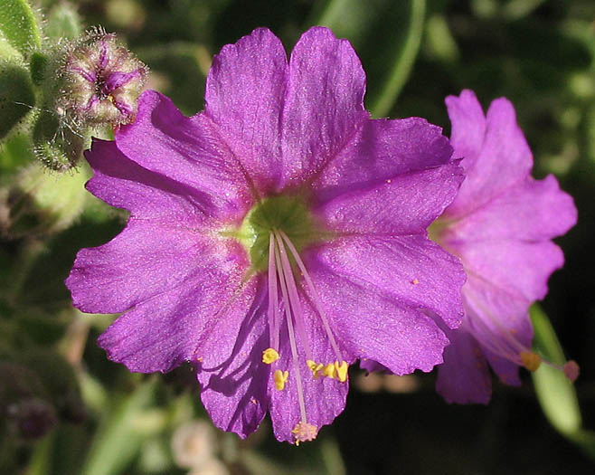 Detailed Picture 1 of Mirabilis laevis var. crassifolia