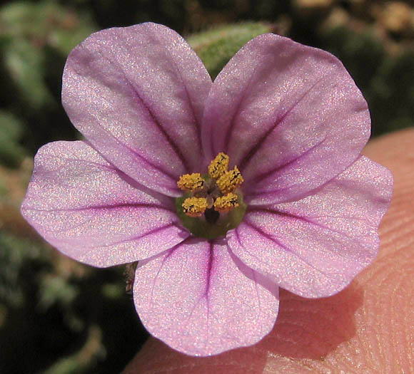 Detailed Picture 1 of Erodium botrys