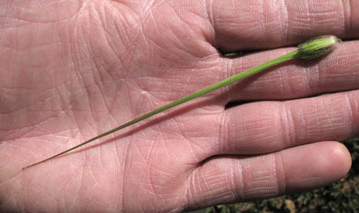 Detailed Picture 7 of Erodium botrys