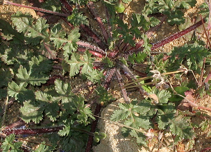Detailed Picture 4 of Erodium botrys