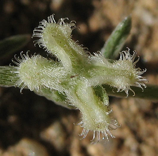 Detailed Picture 7 of Pectocarya penicillata