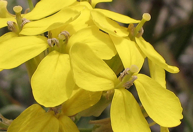 Detailed Picture 1 of Erysimum suffrutescens