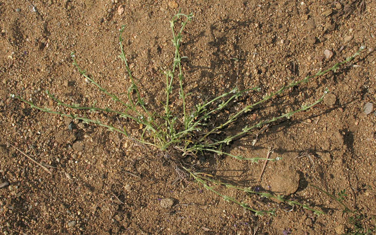 Detailed Picture 4 of Pectocarya penicillata