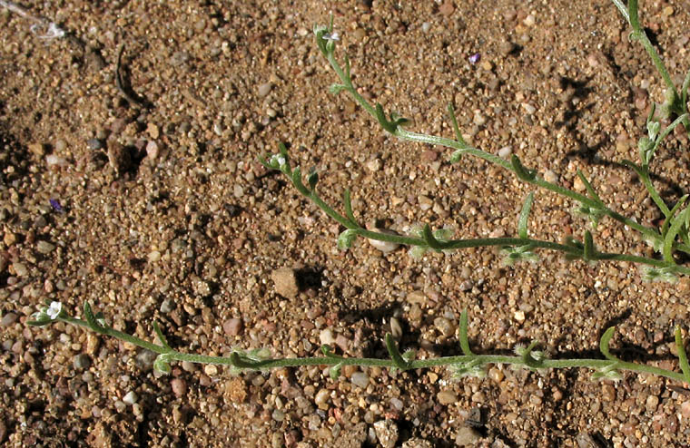 Detailed Picture 5 of Pectocarya penicillata