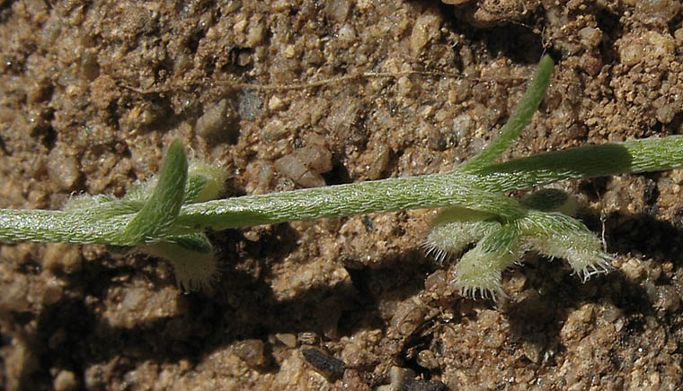 Detailed Picture 6 of Pectocarya penicillata