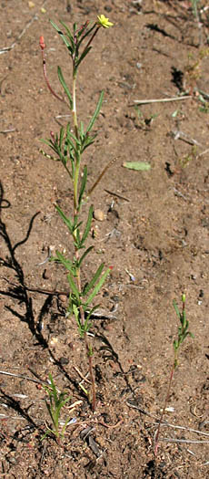 Detailed Picture 6 of Camissonia strigulosa